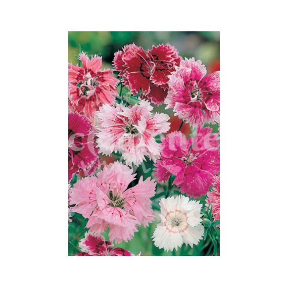 Semillas de Clavel Chino Variado