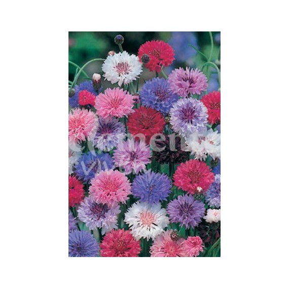 Semillas de Centaurea Variada