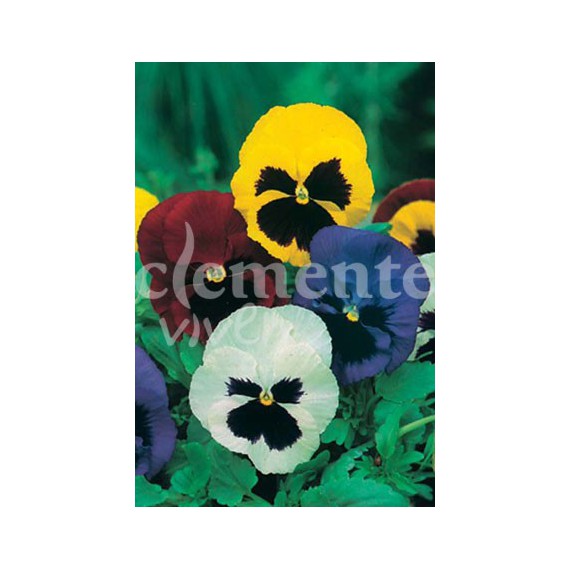 Semillas de Pensamiento Variado