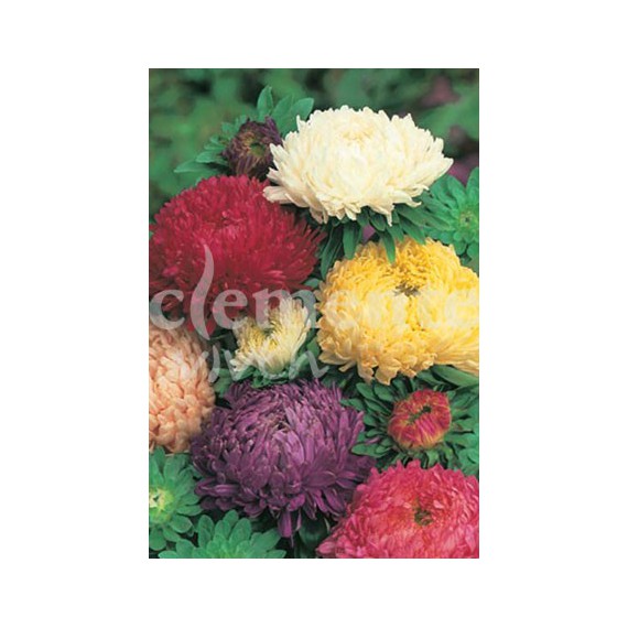 Semillas de Reina Margarita Duquesa Variada