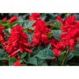Semillas de Salvia de Flor Roja