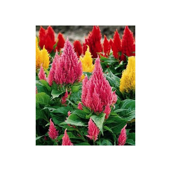 Semillas de Celosía Plumosa Variada