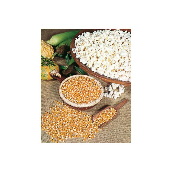 Semillas de Maíz de Palomitas