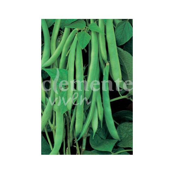 Semillas de Judía Bina 100g