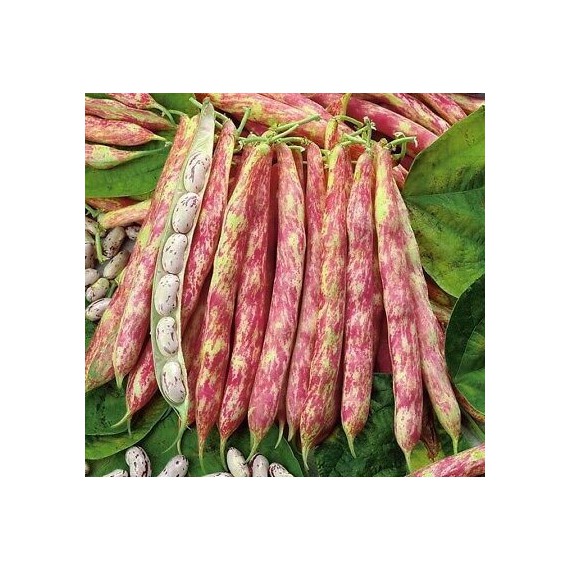 Semillas ECO de Alubia Borlotto Lingua Di Fuoco Nano