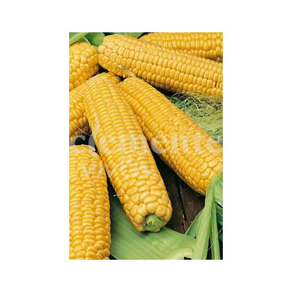 Semillas de Maíz Dulce Golden Bantam
