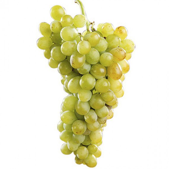 Parra de Uva blanca Roseti en maceta.