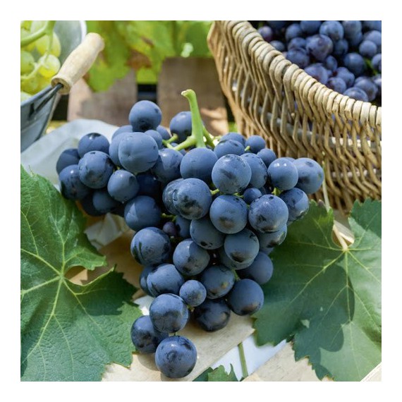 Parra de Uva negra Miguel de Arco en maceta