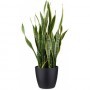 Sansevieria M-17