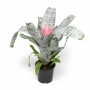 Aechmea sp. (Aecmea) M-15