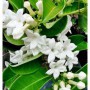 Stephanotis floribunda (Jazmín de Madagascar)