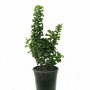 Ligustrum japonicum "Rotundifolium" M-17