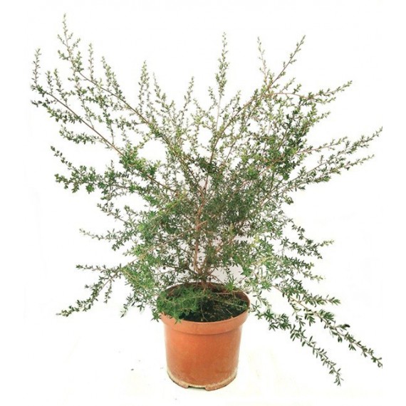 Leptospermum M-20