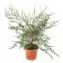 Leptospermum M-20