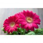 Gerbera M-12