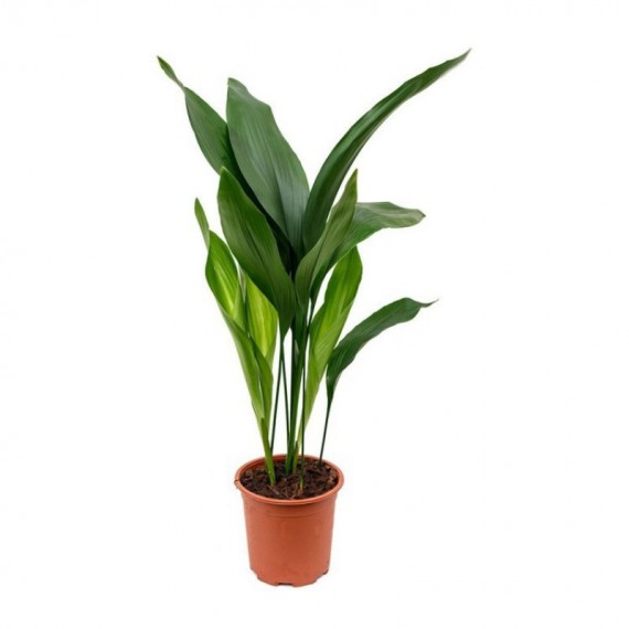 Aspidistra M-17