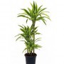 Dracaena Lemon Lime M-20