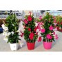 Dipladenia M-19