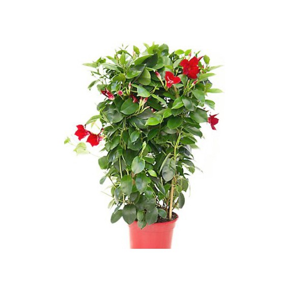 Diplademia Espaldera M-17