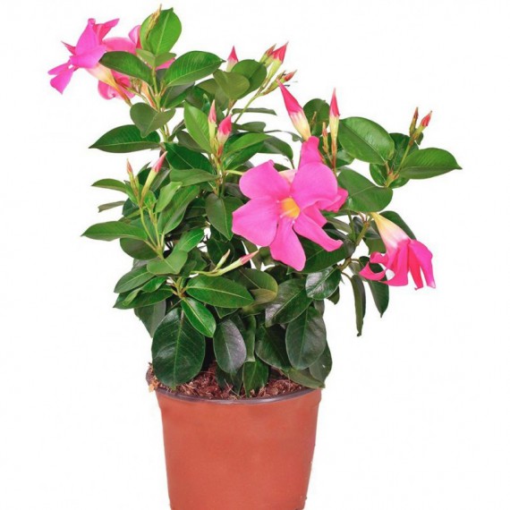 Dipladenia Arbustiva M-10'5