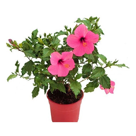 Hibiscus Rosasinensis M-19 (Rosa de jamaica)