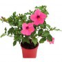 Hibiscus Rosasinensis M-19 (Rosa de jamaica)