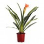 Clivia Miniata M-14
