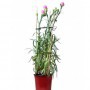 Clavel del Florista M-14 (Dianthus Caryophillus)