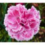 Clavel del Florista M-14 (Dianthus Caryophillus)