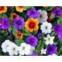 Calibrachoa M-13