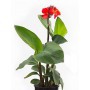 Canna M-20