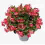 Begonia Dragon Wings M-15