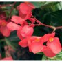 Begonia Dragon Wings M-15
