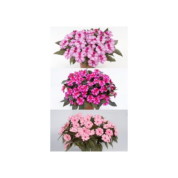 Impatiens Hawkeri Nueva Guinea (Alegrías Guineanas)