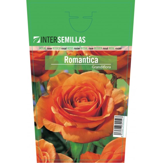 Rosal Romántica Grandiflora