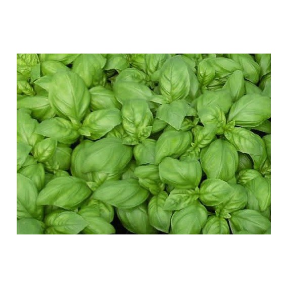 Albahaca Salsera M-13