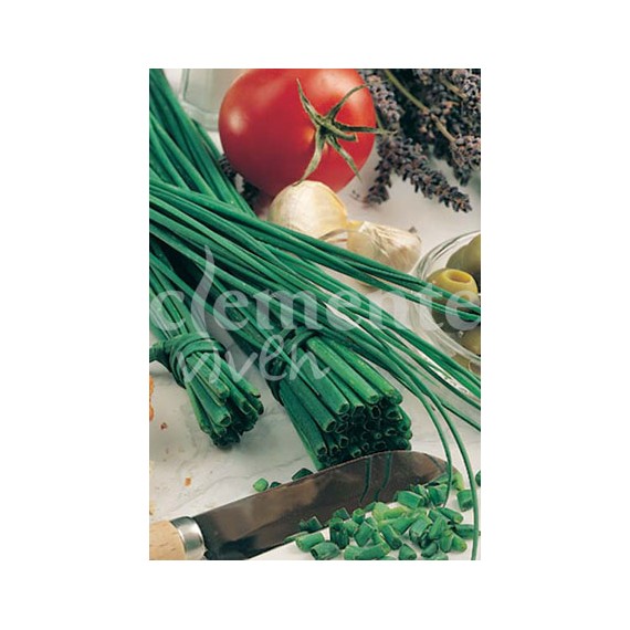 Semillas de Cebollino