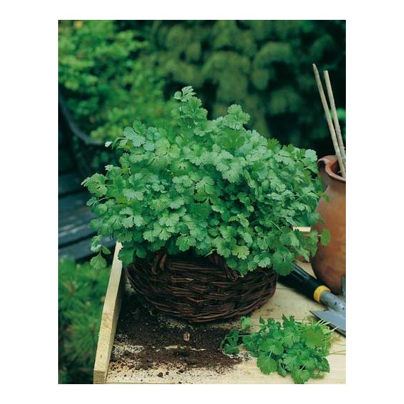 Semillas de Cilantro