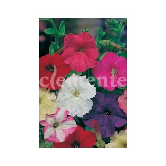 Semillas de Petunia Enana Variada