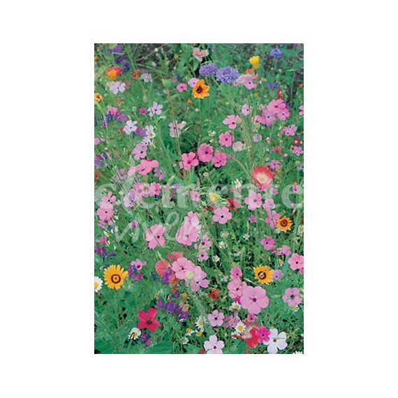 Semillas de Flores Silvestres Mezcla