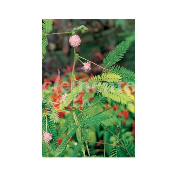 Semillas de Mimosa Púdica