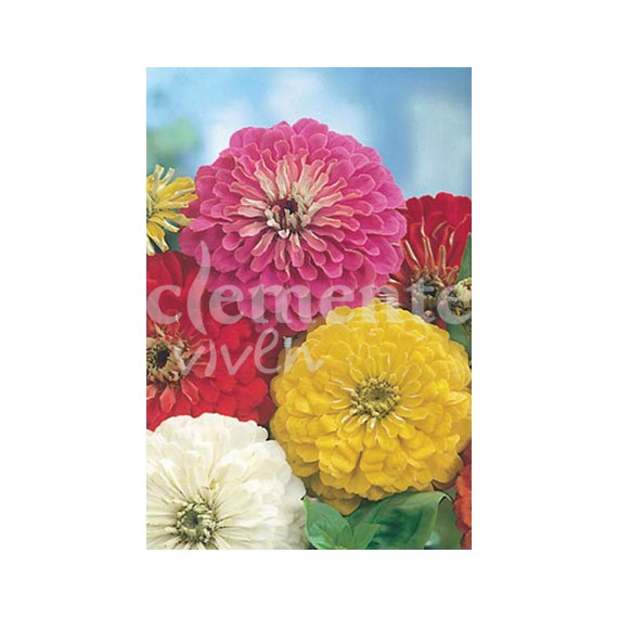 Semillas de Zinnia de California Variada