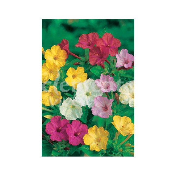 Semillas de Dondiego de Noche