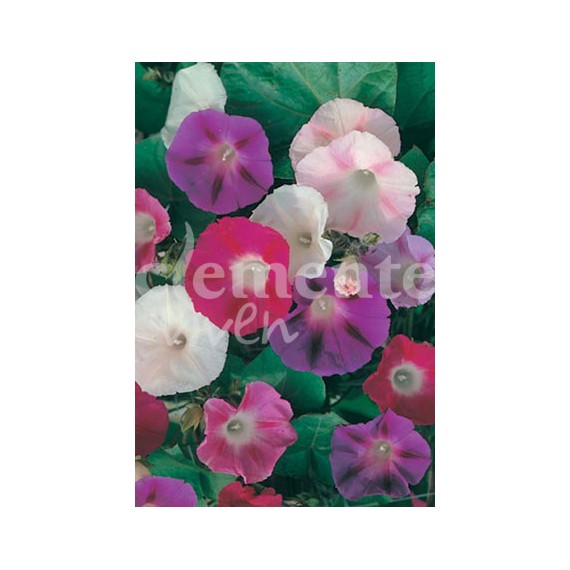 Semillas de Campanilla Ipomea