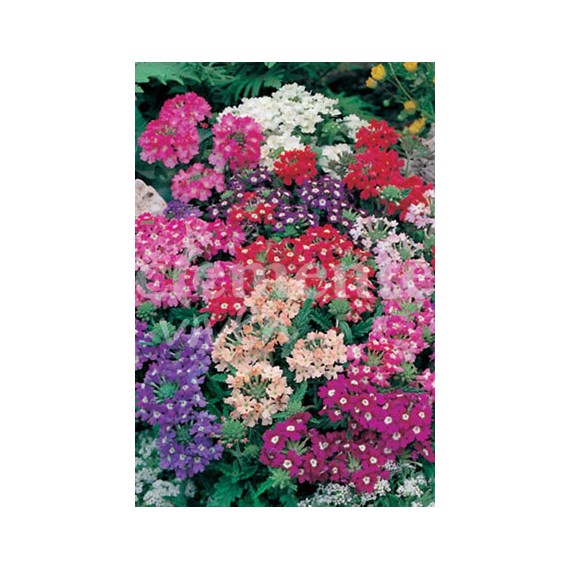 Semillas de Verbena enana