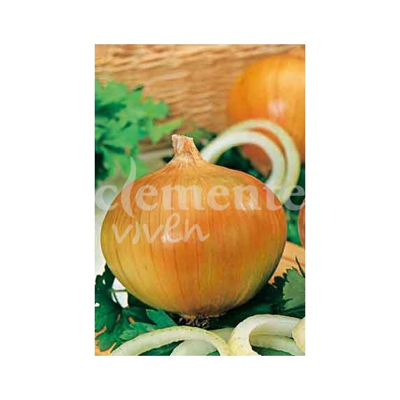 Semillas de Cebolla Babosa