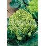 Semillas de Coliflor Romanesco