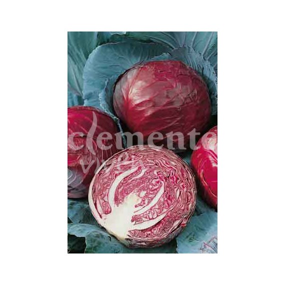 Semillas de Col Repollo Cabeza Negra