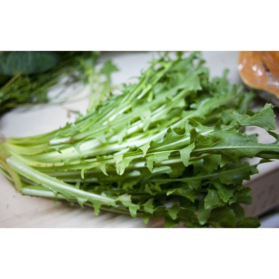 Achicoria- diente de león