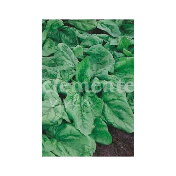 Semillas de Espinaca Gigante de Invierno